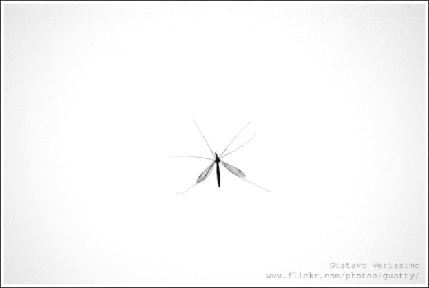 Eine Mücke sitzt auf einer Wand in einem Schwarz-Weiß-Foto.