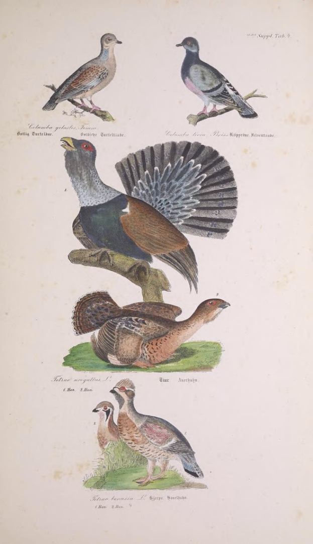 Eine Buchseite mit verschiedenen V√∂geln und begleitendem Text.