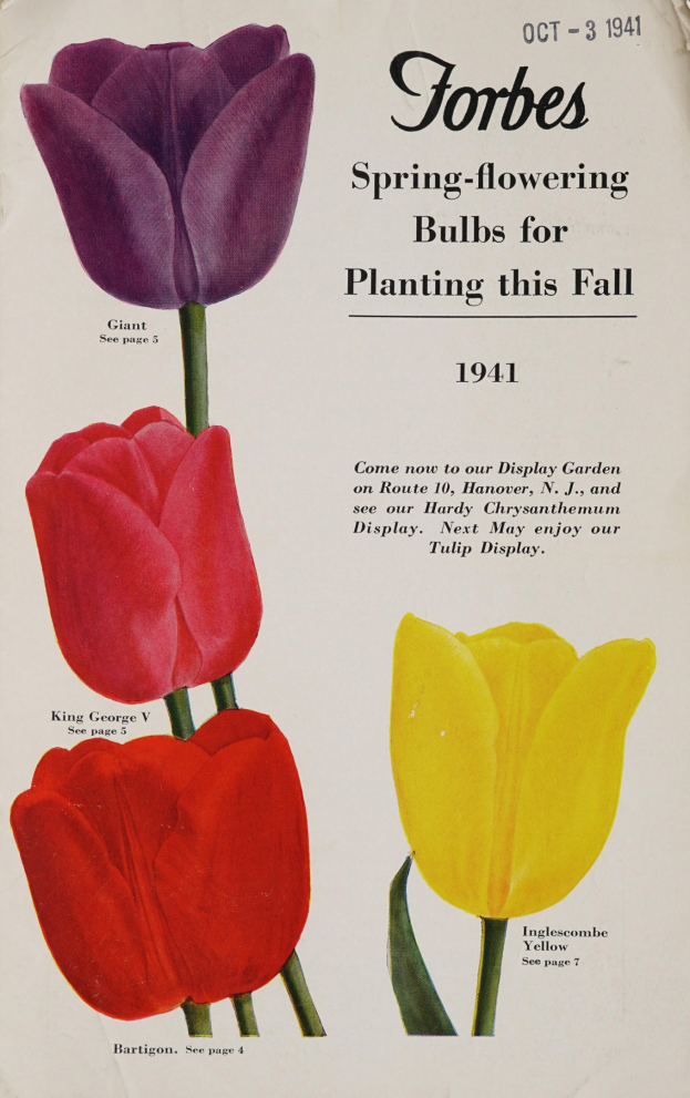 Plakat aus dem Jahr 1941 mit drei roten, gelben und violetten Tulpen, die symmetrisch gegen einen weißen Hintergrund angeordnet sind, mit der Aufschrift "Forbes Frühlingsblüher für die Pflanzung diesen Herbst 1941" oben.