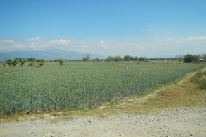Ein Schotterweg schlängelt sich durch ein grünes Agavenfeld, mit Bäumen, Bergen und einem klaren blauen Himmel im Hintergrund.