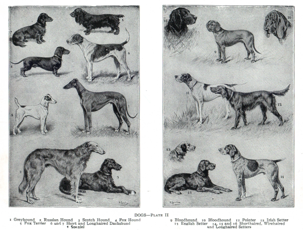 Eine Buchseite mit verschiedenen Hundewelpen, darunter ein Jagdhund, mit begleitendem Text, der detaillierte Informationen zu jeder Rasse liefert.